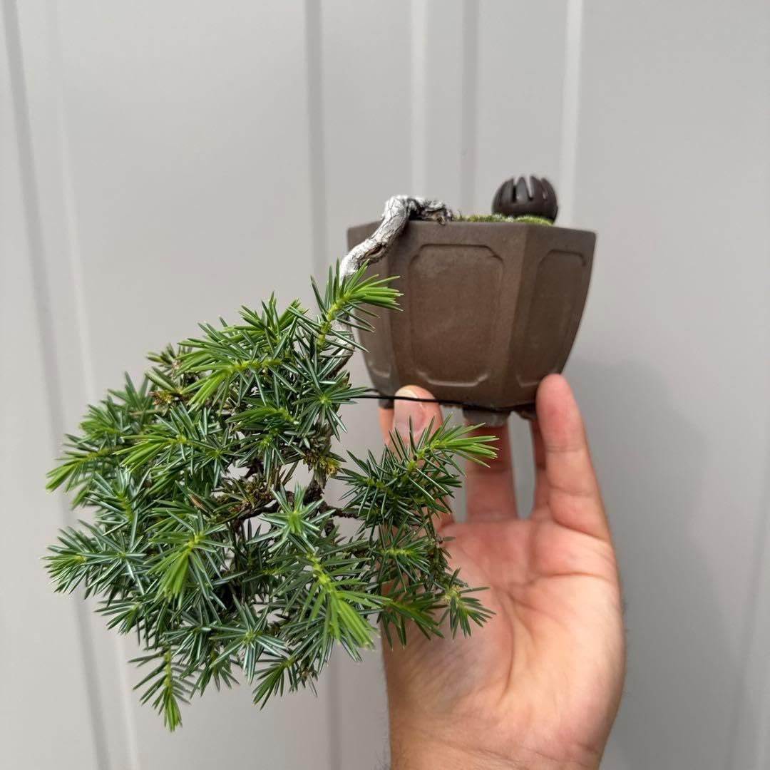 盆栽 杜松 懸崖 小品盆栽 盆栽 大樹園 - 杜松懸崖 盆栽貸鉢@セリオ伏見 #盆栽#大樹園